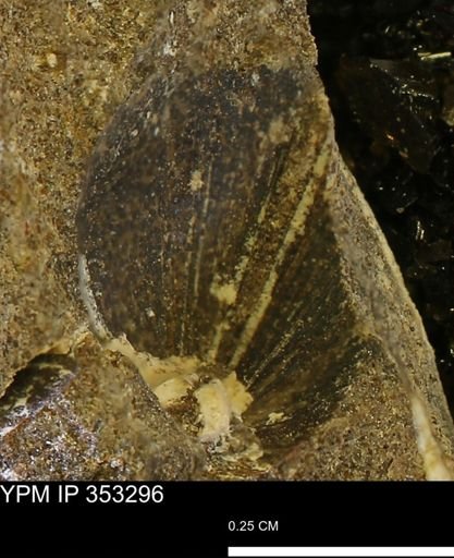 Limopsis striatopunctatus