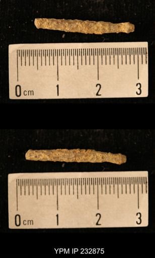 Archaeocidaris sp.