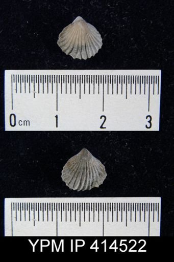 Machaeraria?