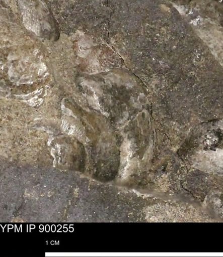 Anomia gryphorhyncha