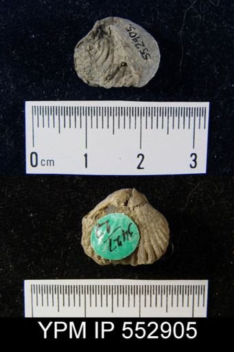 Rhynchopora sp.
