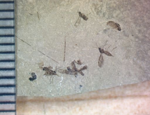 undet. Diptera