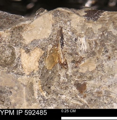 undet. Mollusca