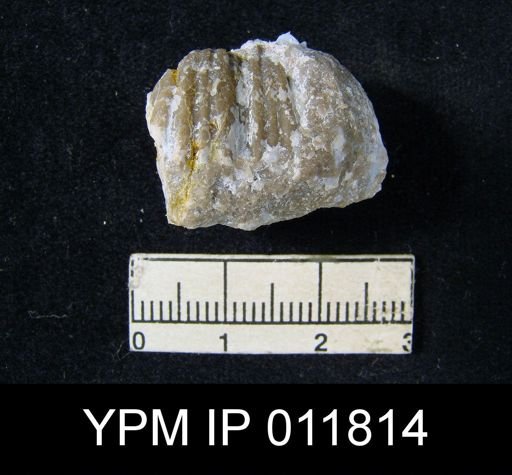 Marginifera reticulata angusta