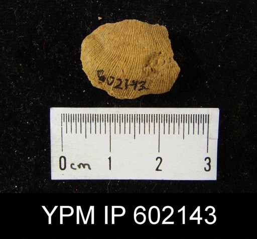 Leptaena sp.