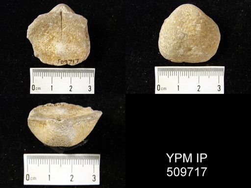 Pustula