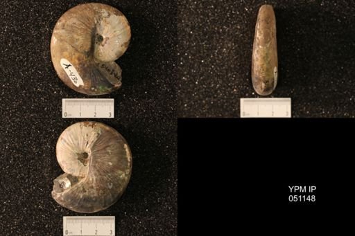 Hoploscaphites nicolletii