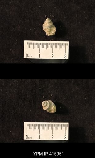 Worthenia sp.