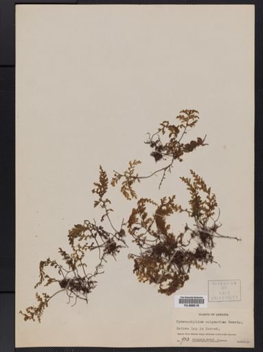 Hymenophyllum polyanthos