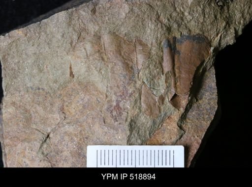 undet. Hyolithida