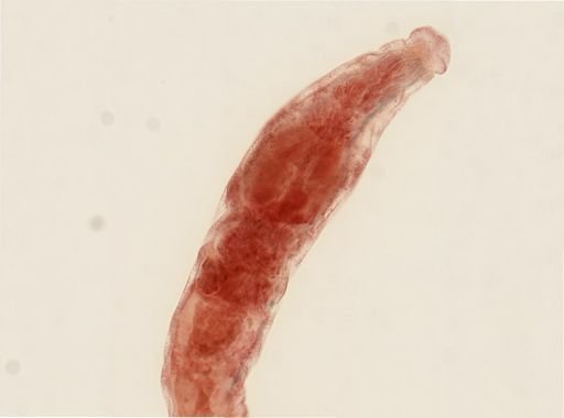 Cambarincola vitreus