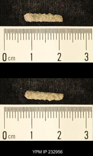 Archaeocidaris sp.