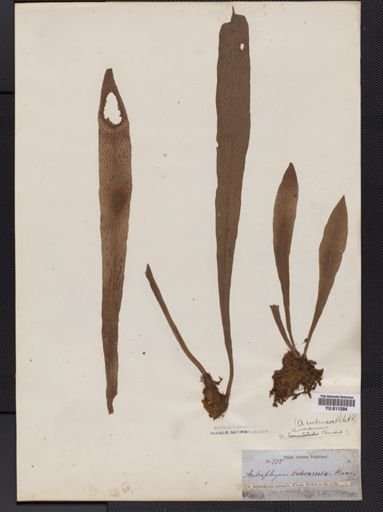 Antrophyum