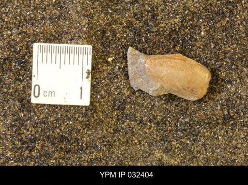 undet. Scaphitidae