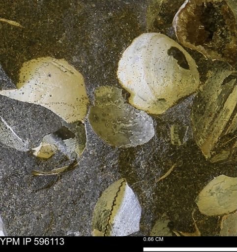 undet. Bivalvia