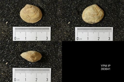 Corbicula?