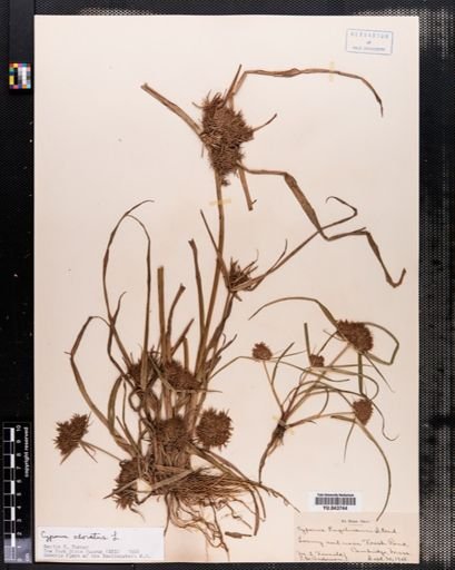 Cyperus odoratus