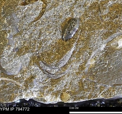 undet. Mollusca