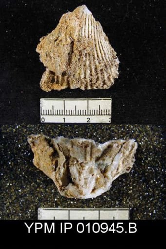 Meekella globosa