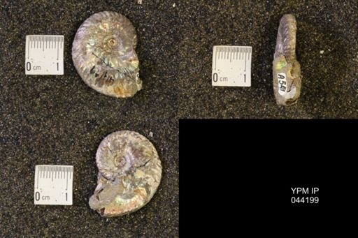Hoploscaphites nicolletii