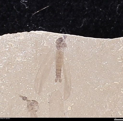 undet. Diptera