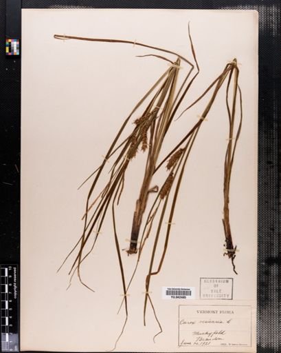 Carex vesicaria