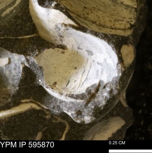 Protocardia sp.