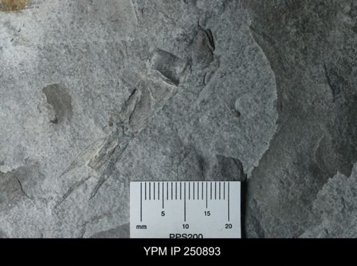 undet. Phyllocarida