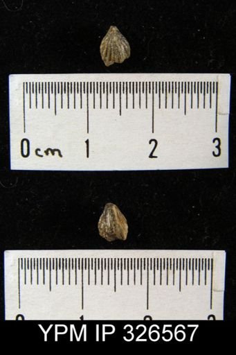 Hustedia brentwoodensis