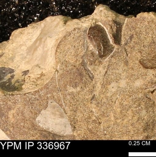 undet. Bivalvia