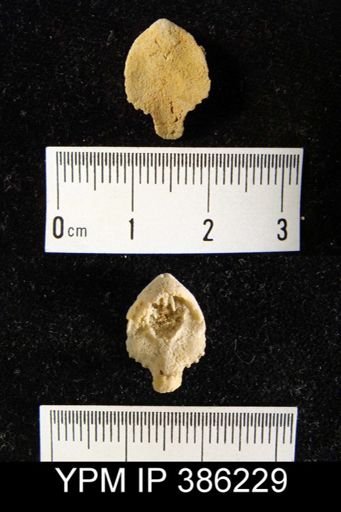 Eatonia peculiaris