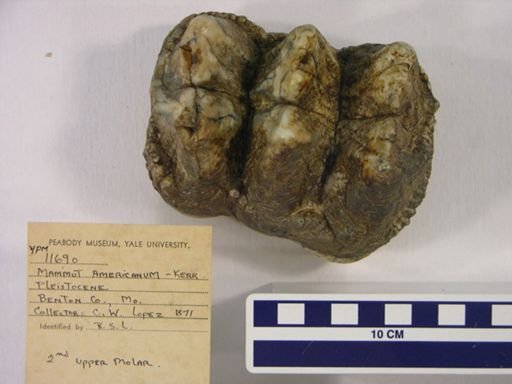 Mammut americanum