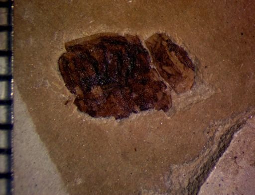 undet. Coleoptera
