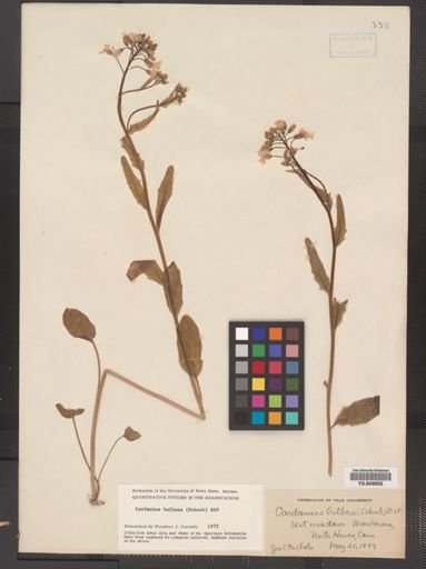 Cardamine bulbosa