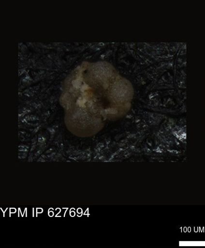undet. Foraminiferida