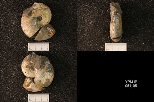 Hoploscaphites nicolletii