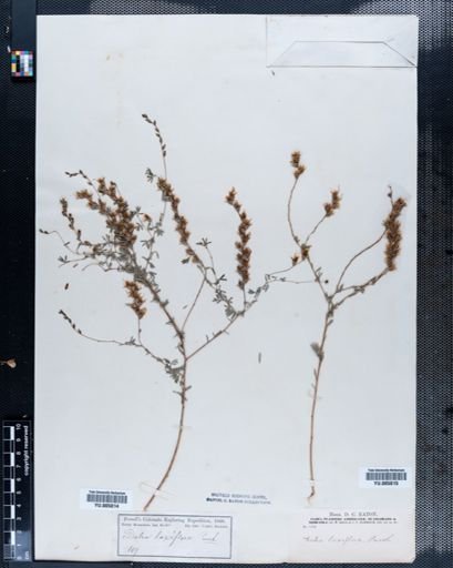 Dalea