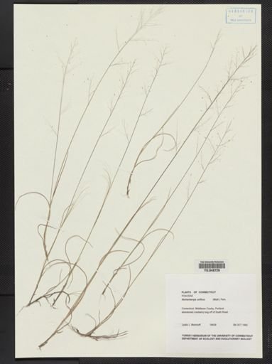 Muhlenbergia uniflora