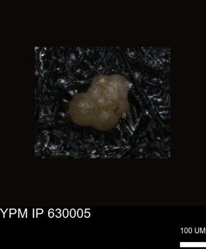 undet. Foraminiferida