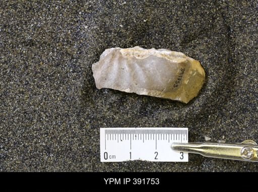 Scaphites whitfieldi