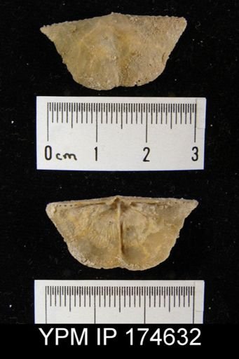 Neochonetes sp.