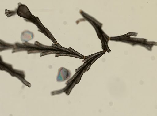 Crisia eburnea