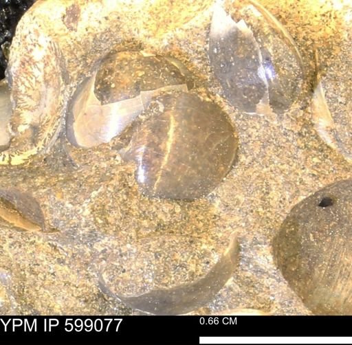 undet. Bryozoa