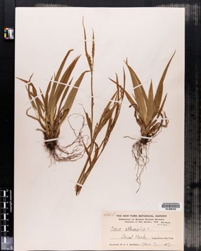 Carex albursina