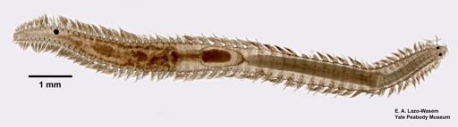 Eumida sanguinea