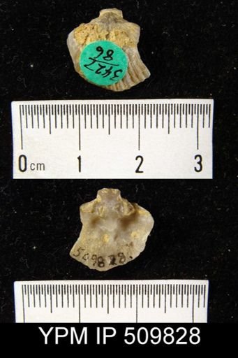 undet. Retziidina