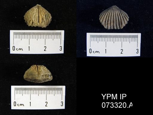 Camarotoechia cedarensis