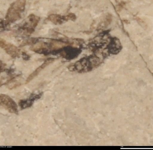 undet. Insecta