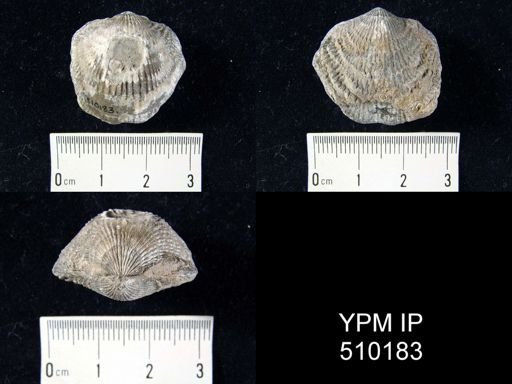 Atrypa sp.