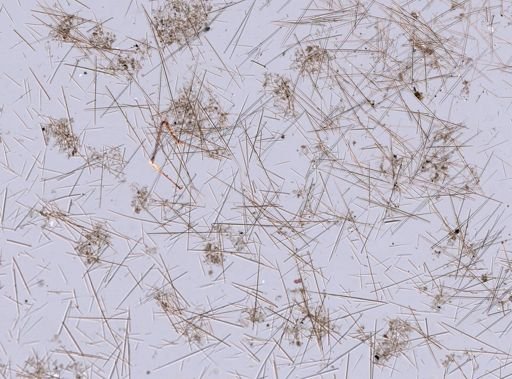 Tedania suctoria
